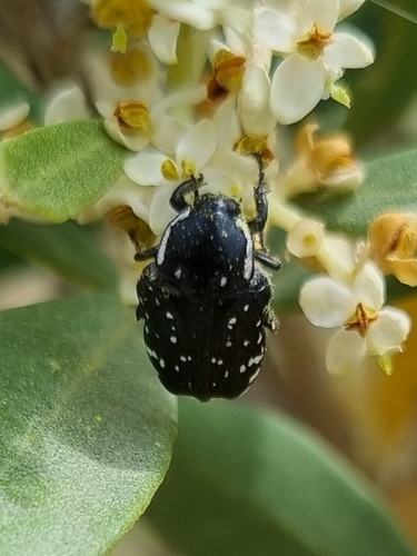 Middle Eastern Flower Scarab
