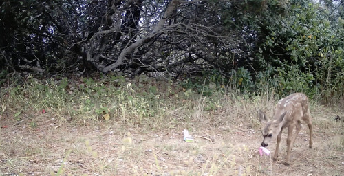 iNaturalist observation photo of Mule Deer