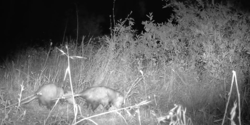 iNaturalist observation photo of Virginia Opossum