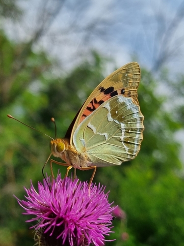 Cardinal Butterfly