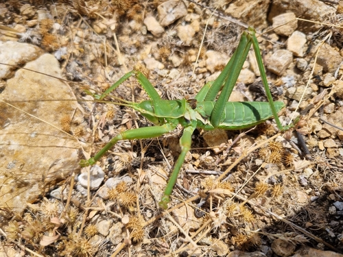 Anatolian Predatory Bush-cricket