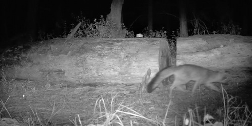 iNaturalist observation photo of Gray Fox