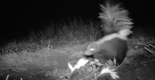 iNaturalist observation photo of Striped Skunk