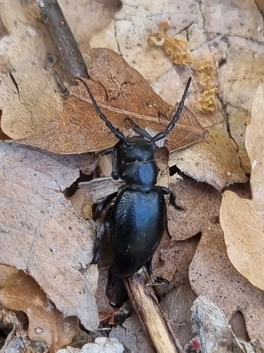 Dorcadion lugubre
