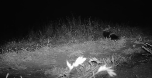 iNaturalist observation photo of Striped Skunk