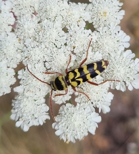 Echinocerus floralis