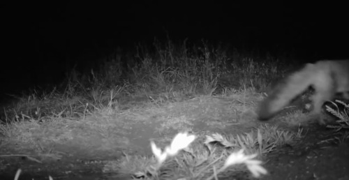 iNaturalist observation photo of Gray Fox