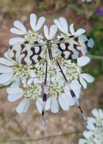 Sinuated Spoonwing
