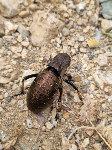 Bronze Glandular Bush-cricket