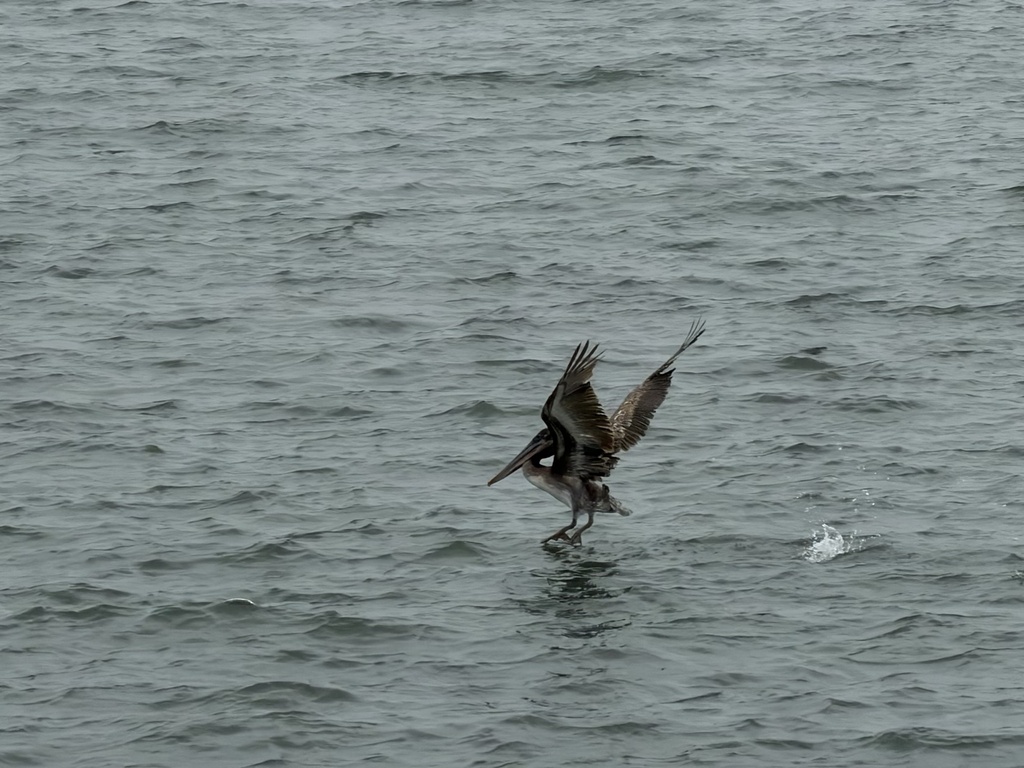 California Brown Pelican