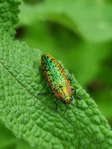 Lamprodila mirifica