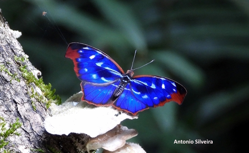 orsis bluewing