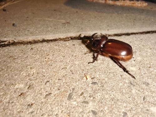 European Rhinoceros Beetle