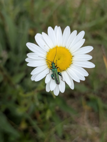 Thick-legged Flower Beetle