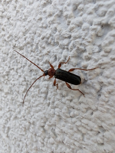 Tanbark Borer
