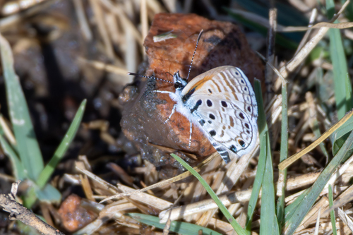 African Babul Blue