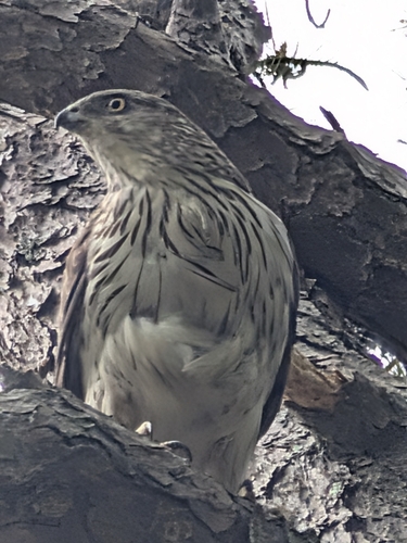 Cooper's Hawk