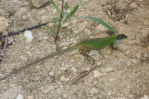 Green Lizard