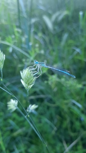 Blue Featherleg