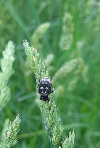 Valgus hemipterus