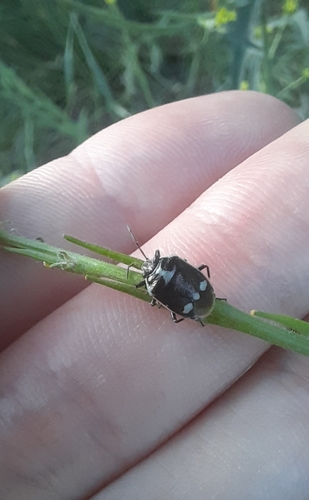 Cabbage Bug
