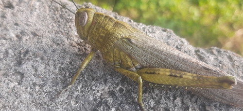 Egyptian Bird Grasshopper