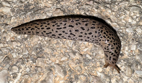 Conemenos' Slug