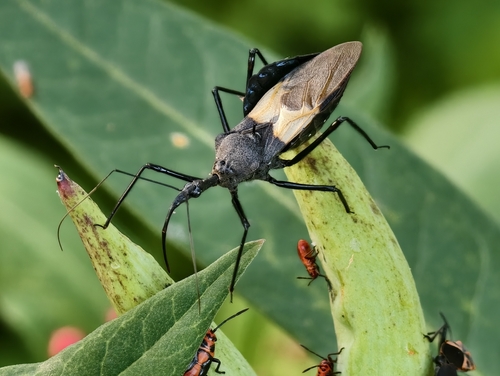 Sycanus bifidus