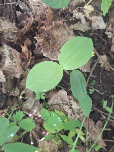 Common Twayblade