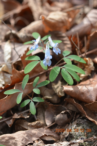 Korean corydalis