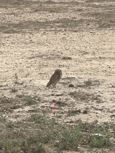 Burrowing Owl observed by kayakqueen
