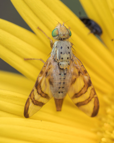 Orellia nuotrauka