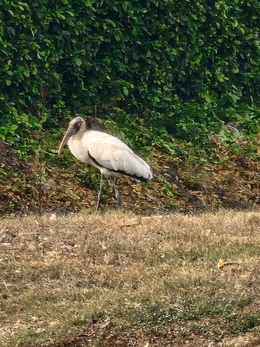 Wood Stork