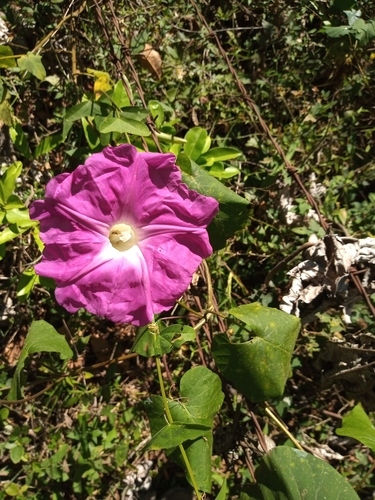 Ipomoea lambii