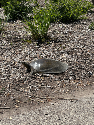 Spiny Softshell observed by levicor