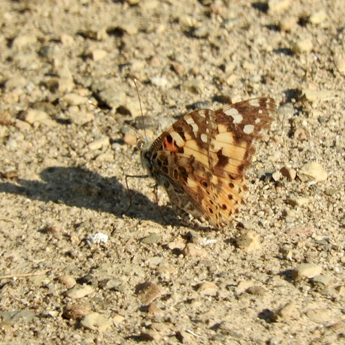 Painted Lady