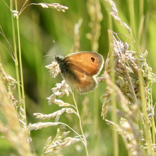 Small Heath