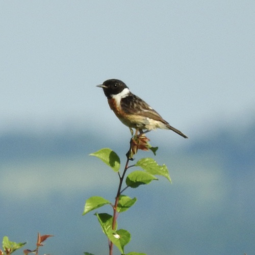 European Stonechat