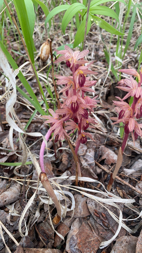 Striped Coralroot