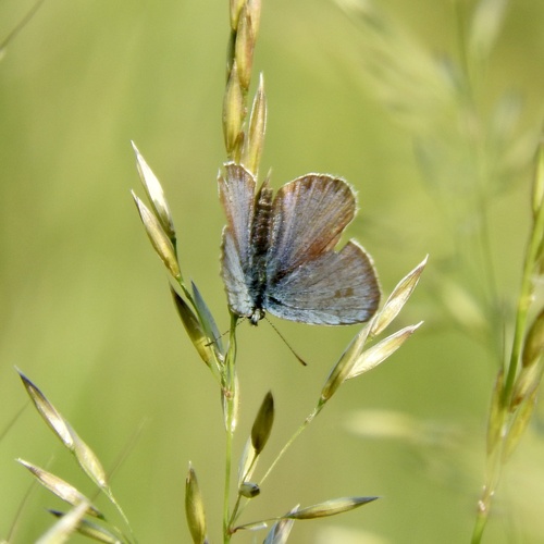 Silver-studded Blue