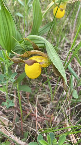 yellow lady's slipper