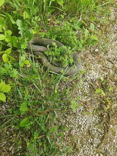 Common Watersnake observed by scottwatkins