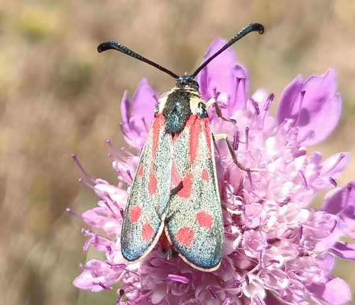 Zygaena favonia