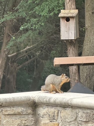Eastern Fox Squirrel observed by dirtdoc
