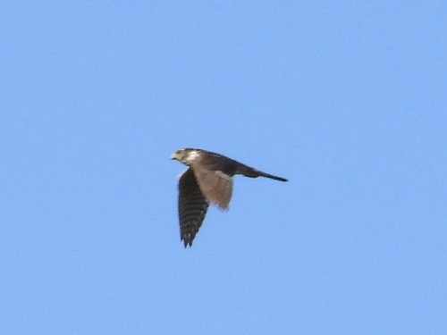 Merlin observed by robin04