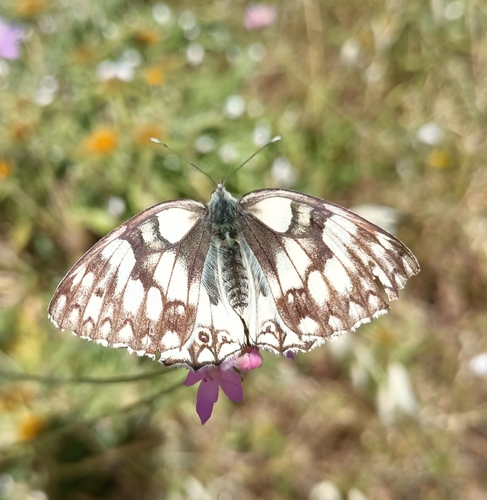 Moroccan Marbled White