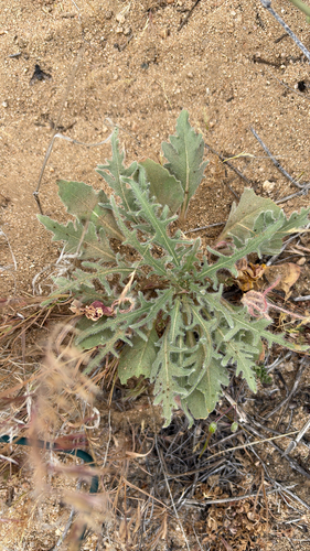 desert evening-primrose