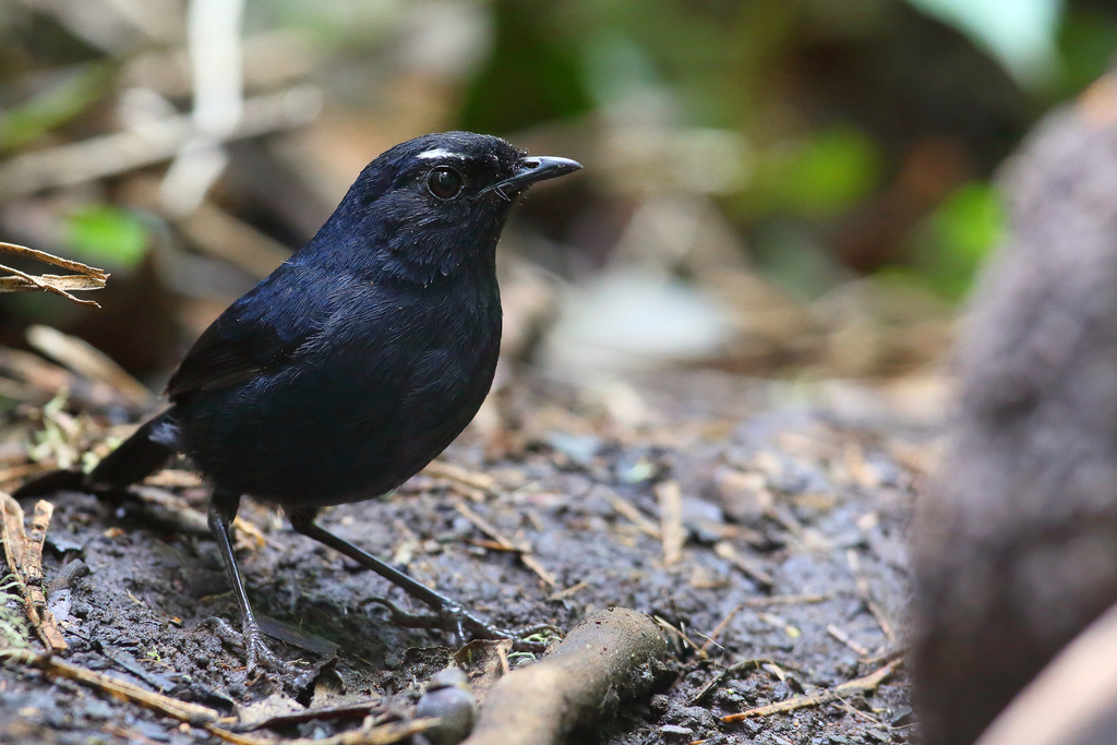 Sumatran Shortwing photo