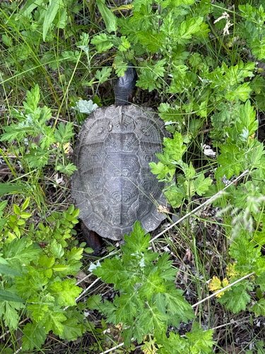 Wood Turtle