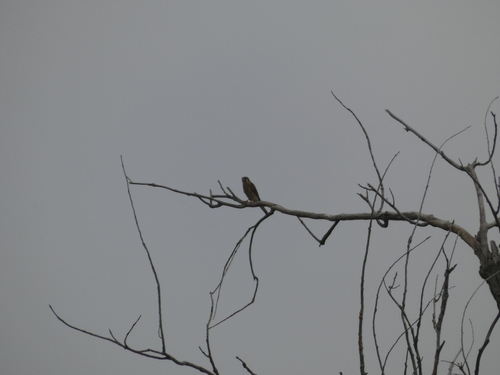 American Kestrel observed by candice67